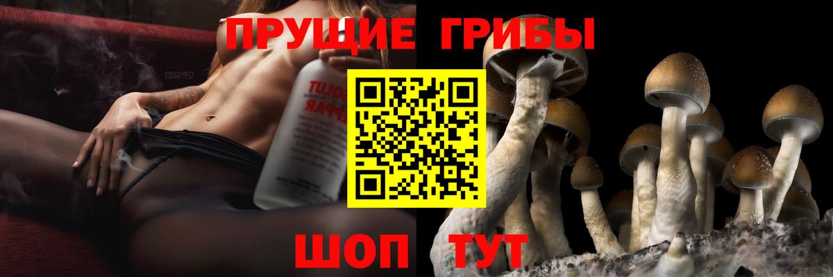 Котлас  Псилоцибиновые грибы Psilocybine cubensis  Вход с VPN 
